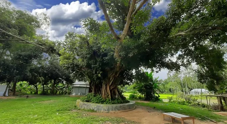 Achin Tree Kurigram Achin Tree Kurigram