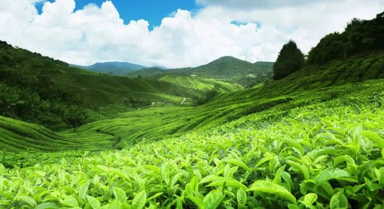 Nuwara Eliya Sri Lanka