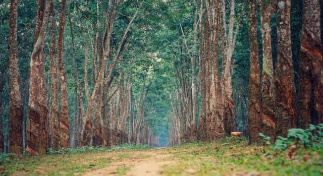 Pirgacha Rubber Bagan Tangail