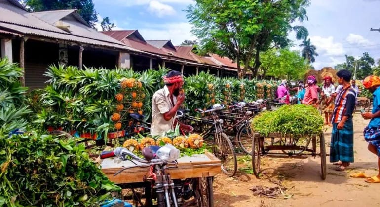 Pineapple Bazar Jalchatra Tangail Pineapple Bazar Jalchatra Tangail
