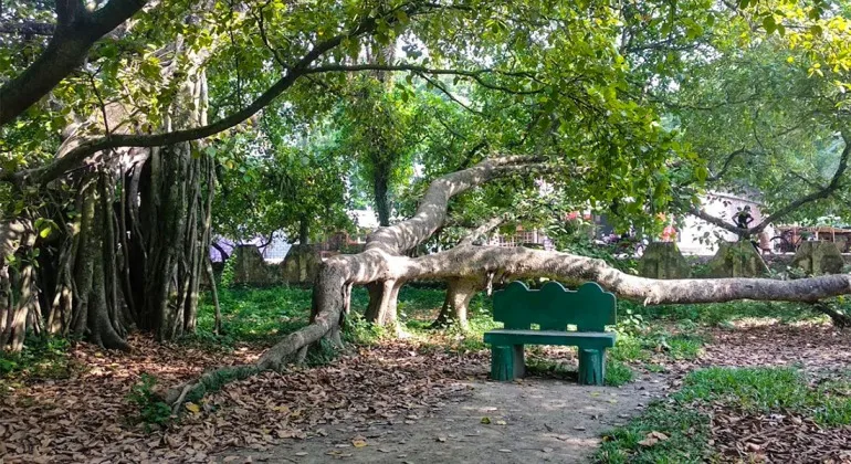 Zhenaidah, the largest banyan tree in Asia