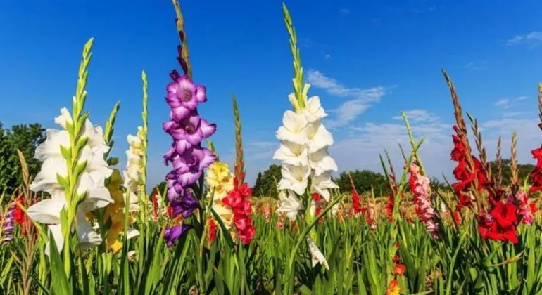 Godkhali Jessore – A Complete Travel Guide to the Flower Capital of Bangladesh