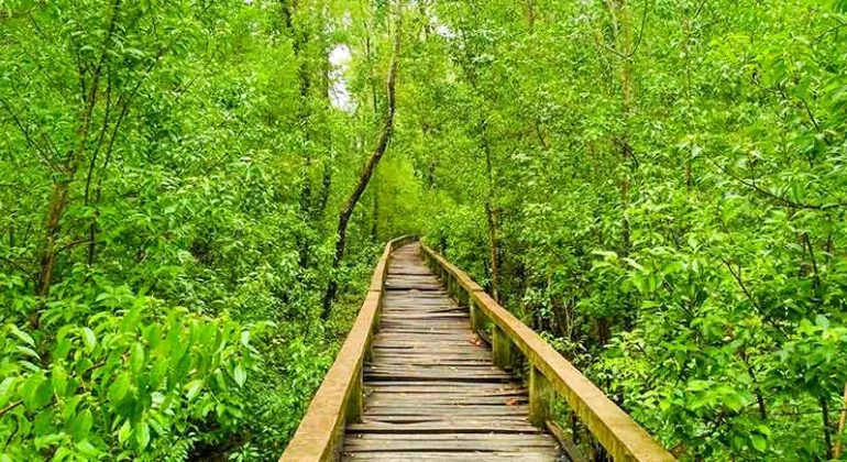 Haringhata Tourist Center, Barguna – Complete Travel Guide to Mangrove Forests, Wildlife and Coastal Beauty