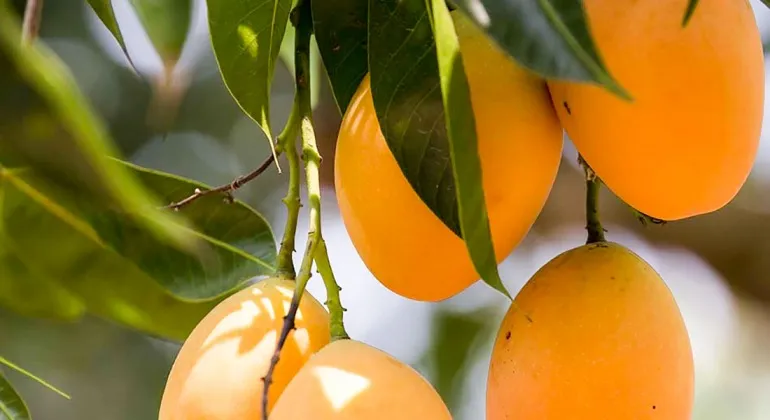 Haribhanga Mango Rangpur – Complete travel guide to the famous Haribhanga Mango orchards, markets, harvest season and prices