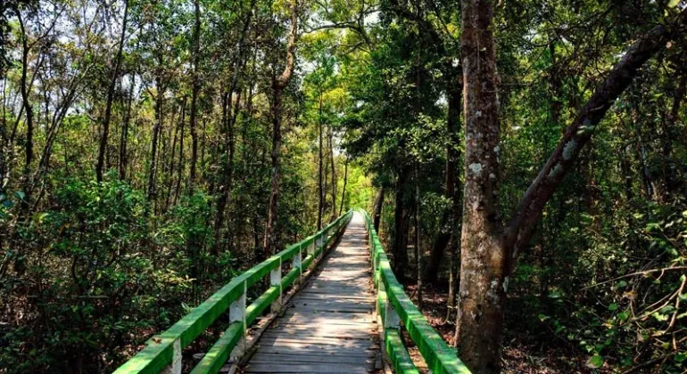 Karamjal Sundarbans