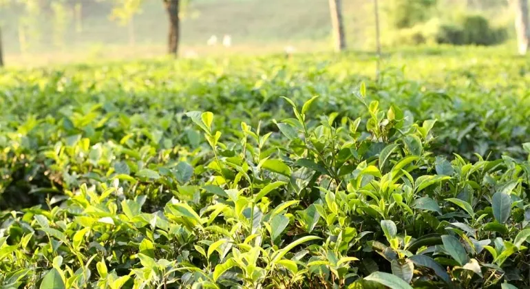 Sylhet Lakkatura Tea Garden – Complete Travel Guide, History, Entry Fees, Location and Travel Tips