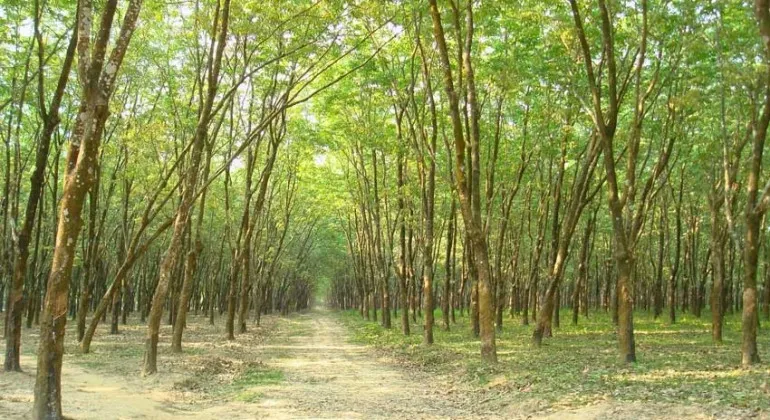 Madhupur National Park, Tangail – Location, Entry Fee, Shal Forest, Wildlife, How to Reach and Complete Travel Guide