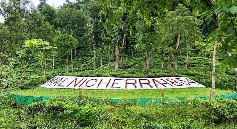 Malnichera Tea Garden, Sylhet – A Complete Travel Guide to the Historic Tea Gardens of Bangladesh