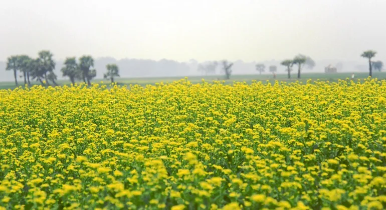 Mustard field, Manikganj