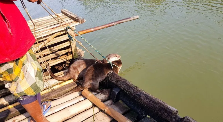 Otter fishing in Narail, Bangladesh