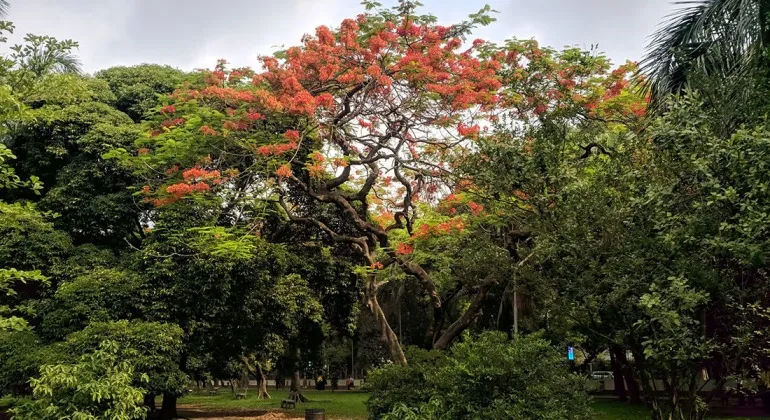 Ramna Park Dhaka – Location, Opening Hours, Entry Fees, History and Complete Travel Guide