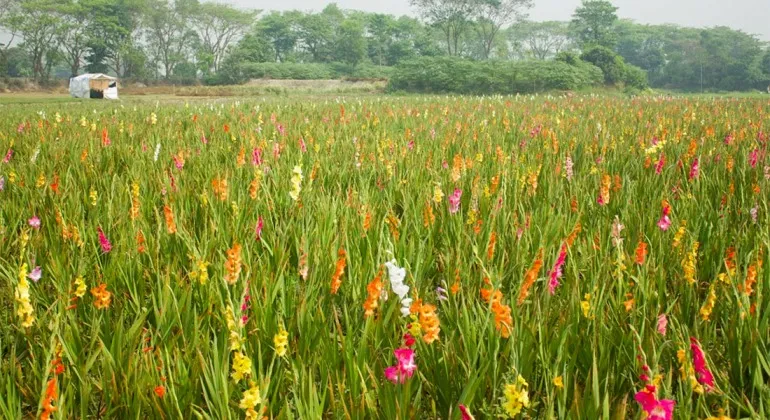 Always Narayanganj