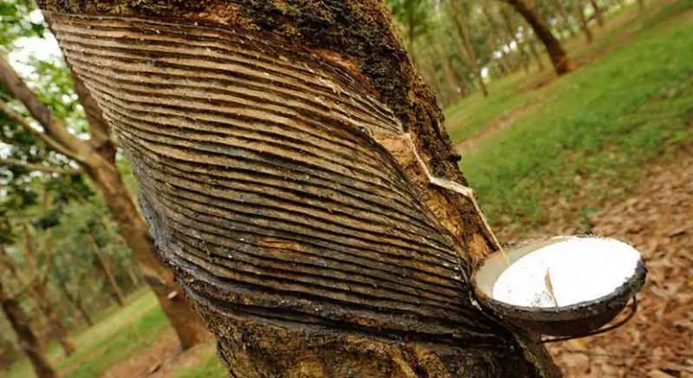 Santoshpur Rubber Garden, Mymensingh – Complete Travel Guide, Entry Fees, Wildlife and How to Reach
