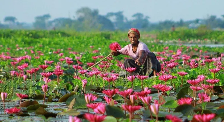 Shapla Village Satla – Red Water Lily Village in Barisal, Bangladesh