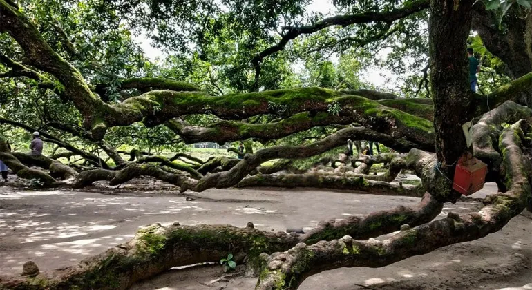 Surjapuri Mango Tree Thakurgaon: A Complete Travel Guide to the Giant Traditional Mango Tree of Bangladesh